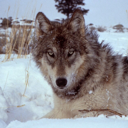 The Yellowstone Wolf Reintroduction