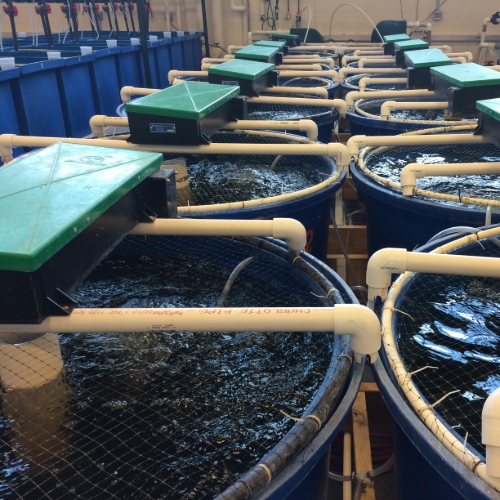 Recirculating Aquaculture Systems