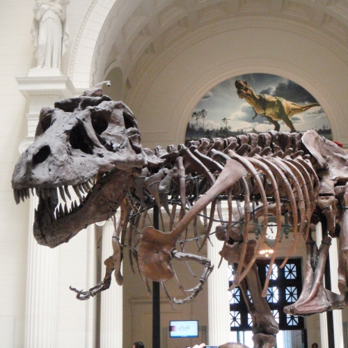 Sue the T. Rex